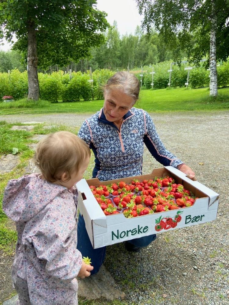 Bestemor og barnebarn har plukket en kasse jordbær.